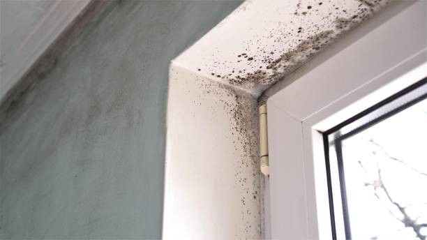 Best Home Mold Removal  in Gainesville, TX