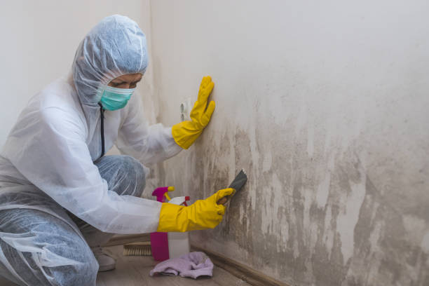 Home Mold Removal in Gainesville, TX
