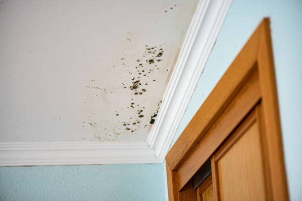 Best Office Mold Removal Services  in Gainesville, TX