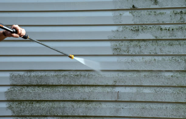Best Professional Mold Removal  in Gainesville, TX