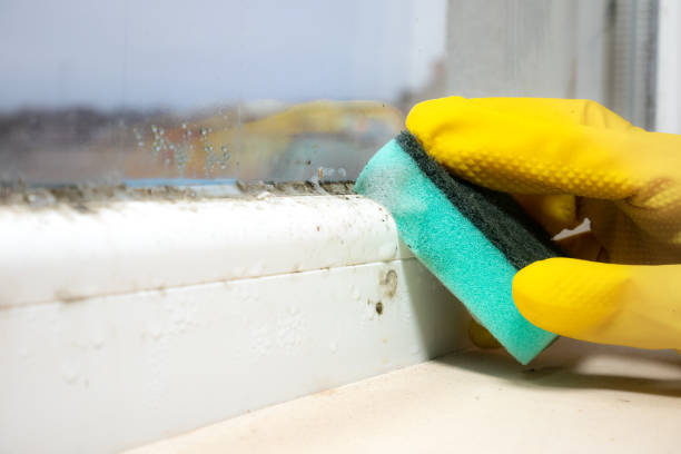 Best Commercial Mold Removal  in Gainesville, TX