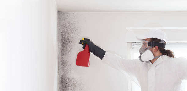 Trusted Gainesville, TX Mold Removal Experts