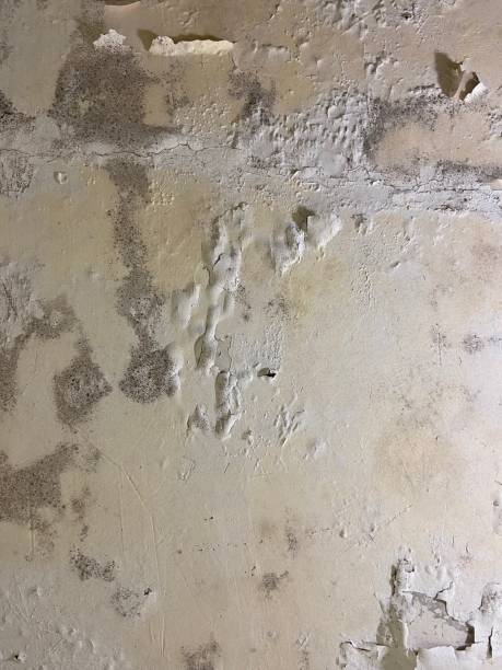Reliable Gainesville, TX Mold Removal Solutions
