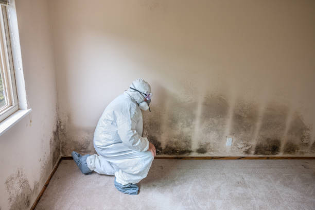 Best Attic Mold Removal  in Gainesville, TX