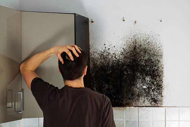 Best Professional Mold Removal  in Gainesville, TX