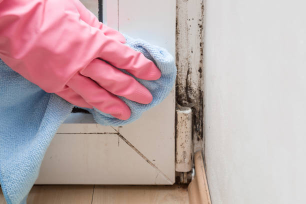 Best Mold Removal Company Near Me  in Gainesville, TX